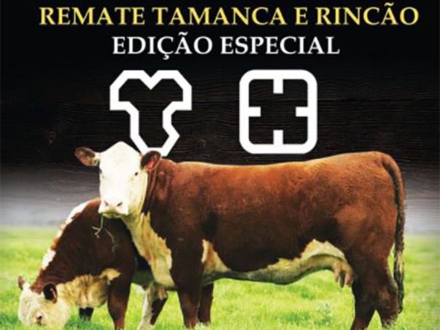 Remate oferta melhores touros do Sumário PampaPlus