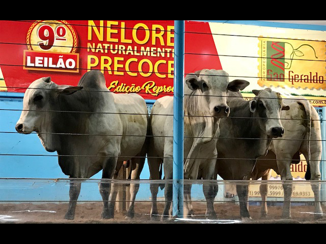 Nelore Naturalmente Precoce é sucesso em leilão no Tocantins