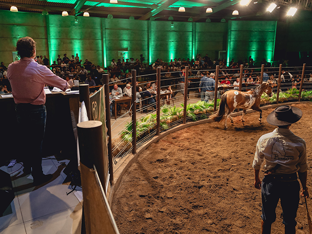 Leilões apresentam estabilidade no mercado da raça Crioula