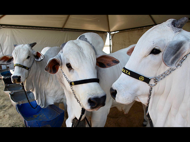 ExpoAgro Barretos celebra revitalização e Jubileu de Ouro