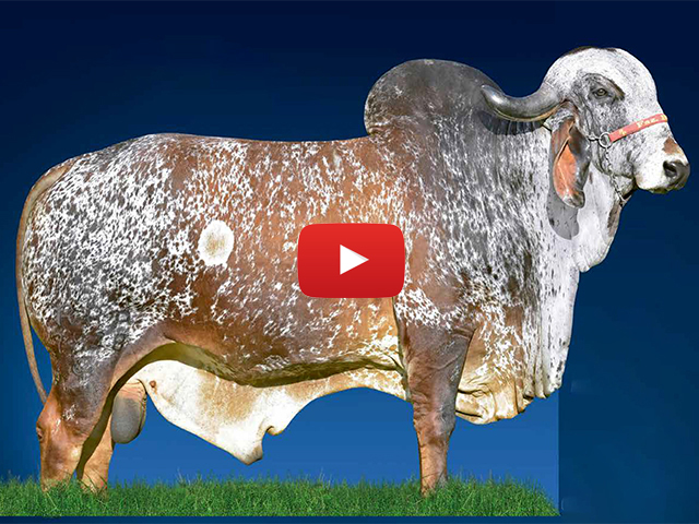 Acompanhe o Leilão Gir Leiteiro Fazenda Brasília