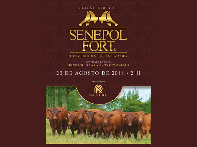 Leilão Virtual Senepol Fort oferta 50 lotes de gado PO