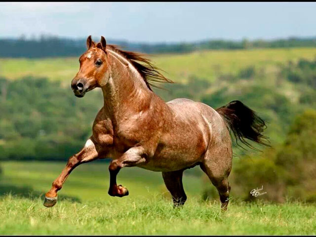 Quarter horse, Raças e tipos de cavalos