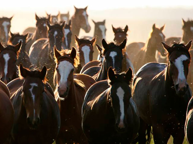 Lance Rural transmite o Cavalo Crioulo na EXPOINTER ao vivo e