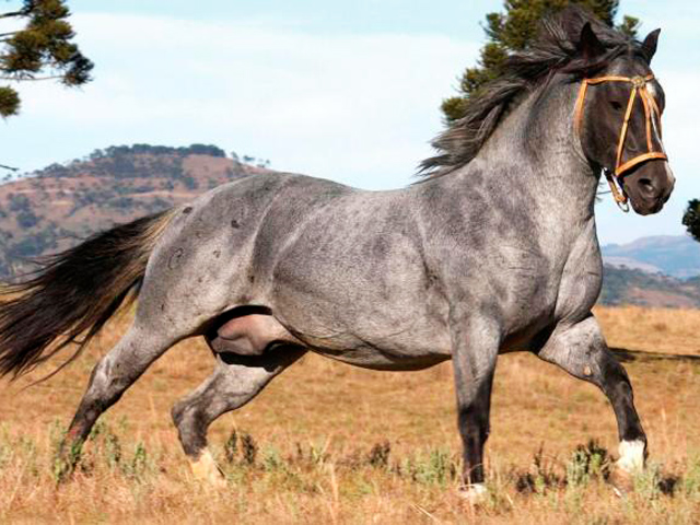 Conjunto De Desenho À Mão De Raças De Cavalos. Cabeça De Cavalo De