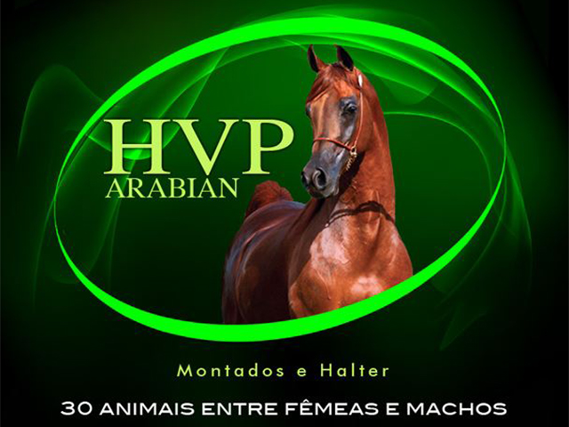 19.07 - 21h Cavalo Árabe HVP 640