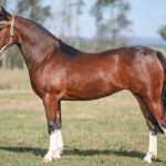 LOTE 12: RICOLETA DA CHARQUEADA
