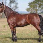 LOTE 13: CALITERRA HORTÊNCIA