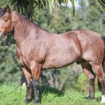 LOTE 5: TIPÃO EMS