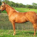 LOTE 8: ZOADA DA VÁRZEA CESAR