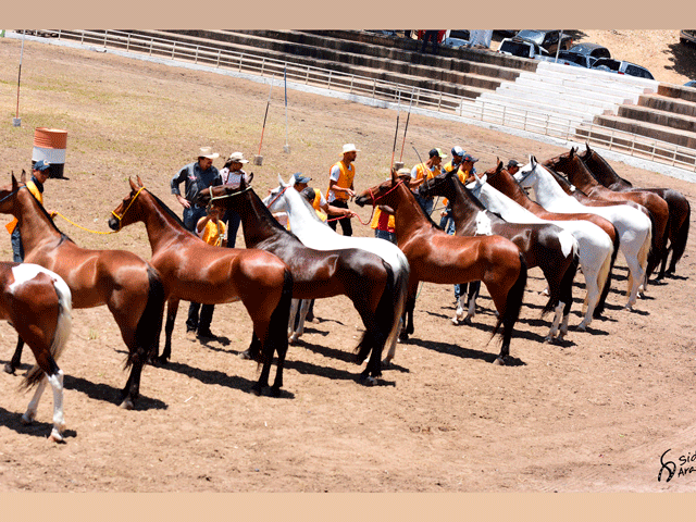 Lance Rural transmite a 36º Nacional do Mangalarga Marchador dos dias 18 a 29 de julho