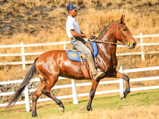 Mês inédito do Mangalarga Marchador: Mais de 19 transmissões da raça