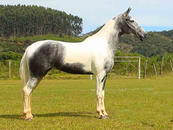 20.07 - LEILÃO DON ARTURO - LANCE RURAL 