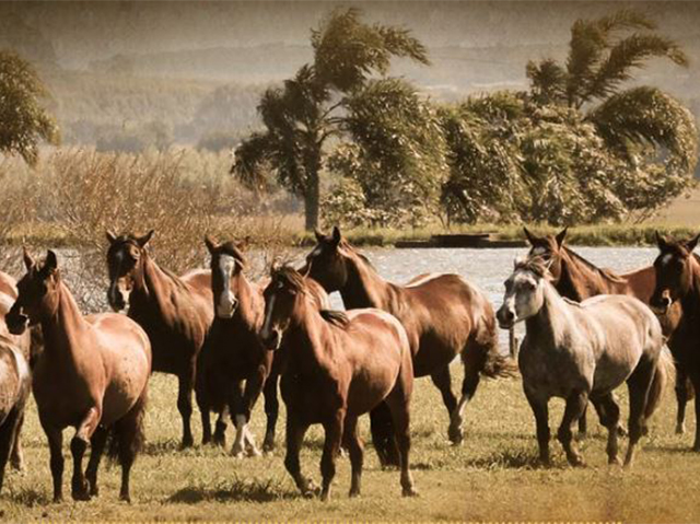 Remate Carapuça, Ribeirão Bonito & Convidados (Retransmissão) 