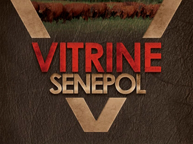 virtual-vitrine-senepol-touros virtual-vitrine-senepol-touros