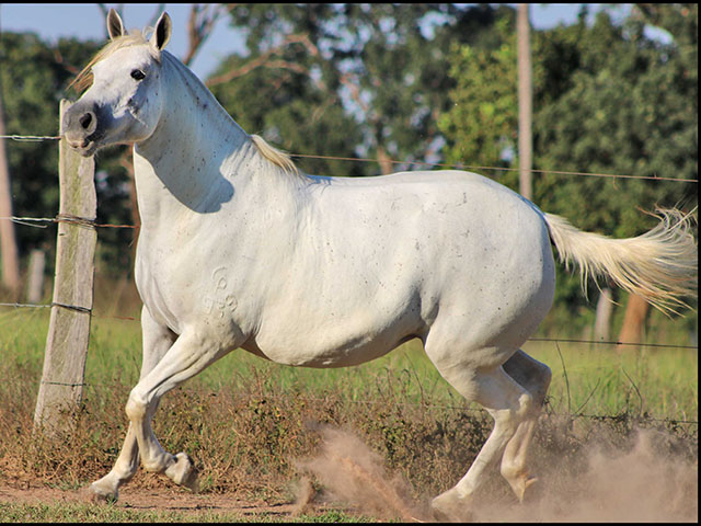 Cavalo do Mato 02 por Zé Bezerra - Loja Oca