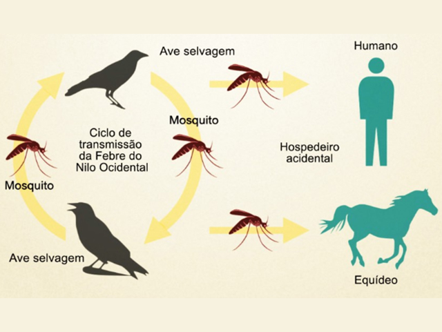 Saiba tudo sobre a Febre do Nilo em cavalos e criadores - Lance Rural