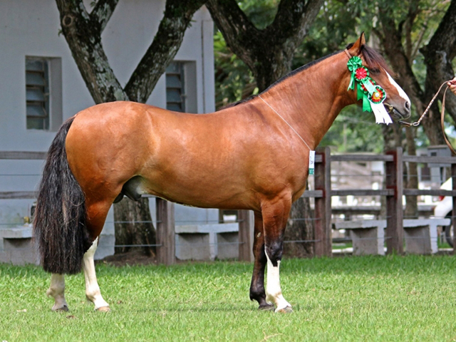 Lance Rural transmite o Cavalo Crioulo na EXPOINTER ao vivo e