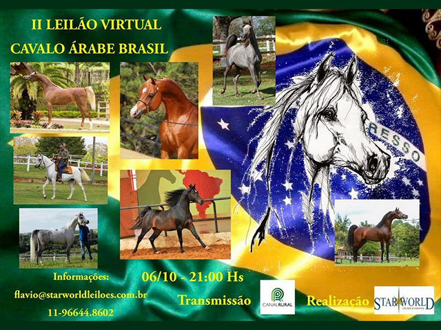 Cavalo Arabe - 640x480 Cavalo Arabe - 640x480