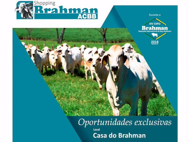 Shopping Brahman_640