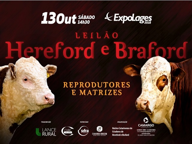 Leilão Hereford e Braford_640 Leilão Hereford e Braford_640