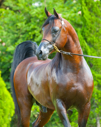 Quer um Appaloosa? Saiba um pouco sobre essa raça de cavalo então