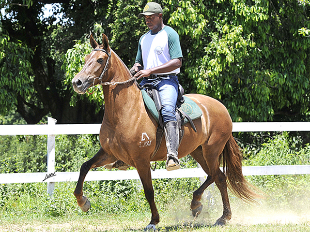 Leilão Elite Haras