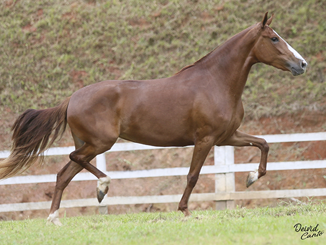 Leilão Elite Haras