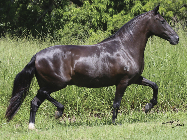 Leilão Elite Haras