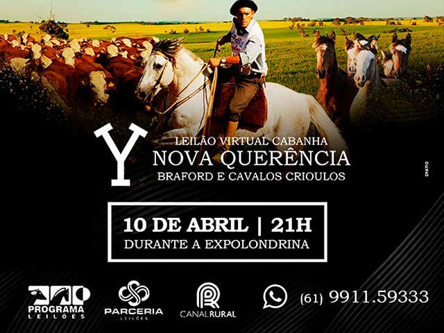 braford Cavalos e bovinos