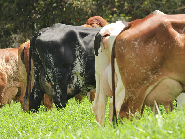 Vacas Girolando da Fazenda Uberaba