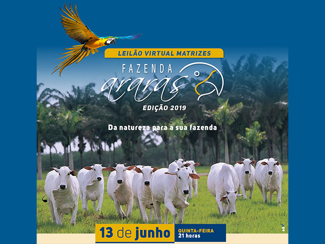 13-06 Leilão de Nelore - Fazenda Araras