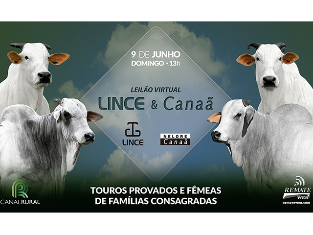 LEILÃO VIRTUAL LINCE E CANAÃ 2019_horizontal.indd Nelore Lince e Nelore Canaã