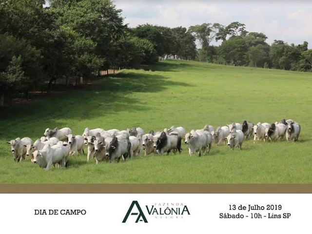 diadecampo2 diadecampo2