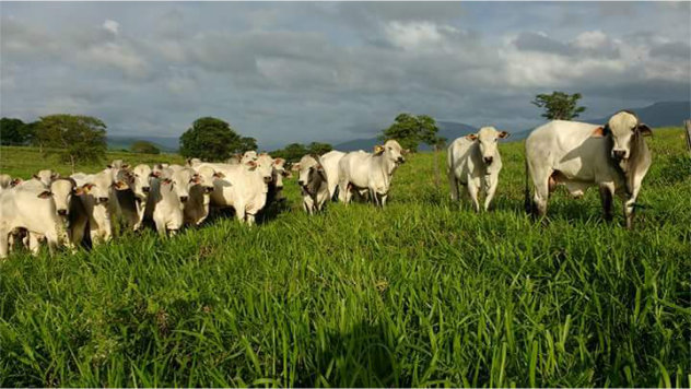 Fazendas Reunidas Santa Maria