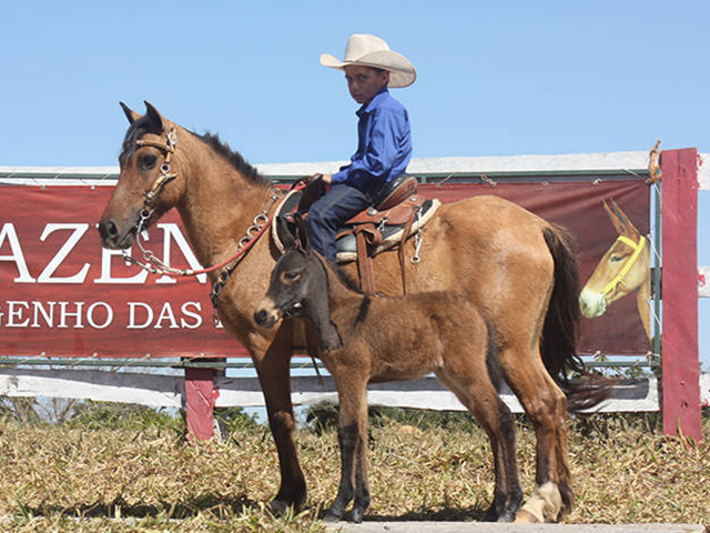 Lote 16 - Fada do Engenho das Lajes, nascida em 2013, é uma Piquira, raça conhecida como “Pequeno Marchador”. A fêmea é domada, está parida e leva ao pé um burro. 