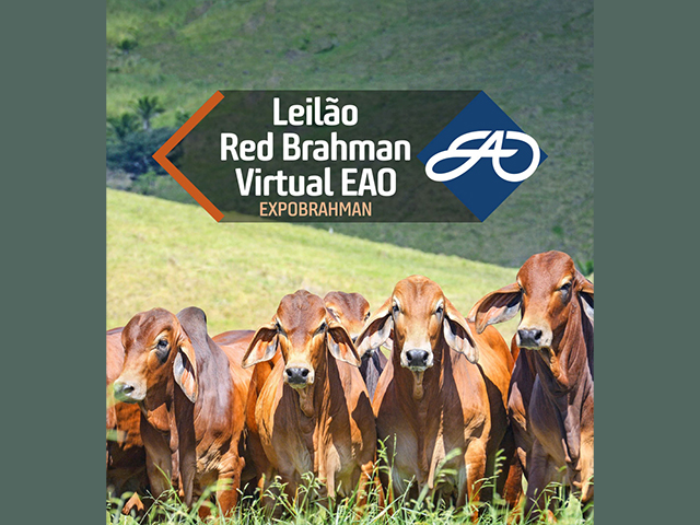 LEILAOEAOREDBRAHMAN LEILAOEAOREDBRAHMAN