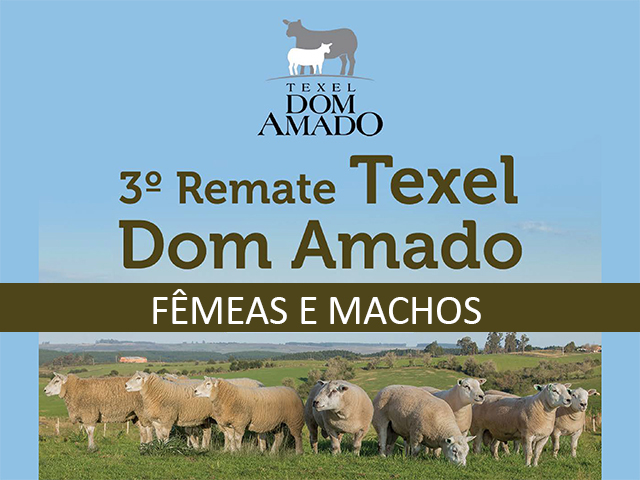 catalogo dom amado 2019 FEMEAS