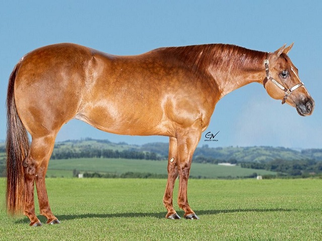 Cavalo quarto de milha tem noite de “Oscar” - Canal Rural