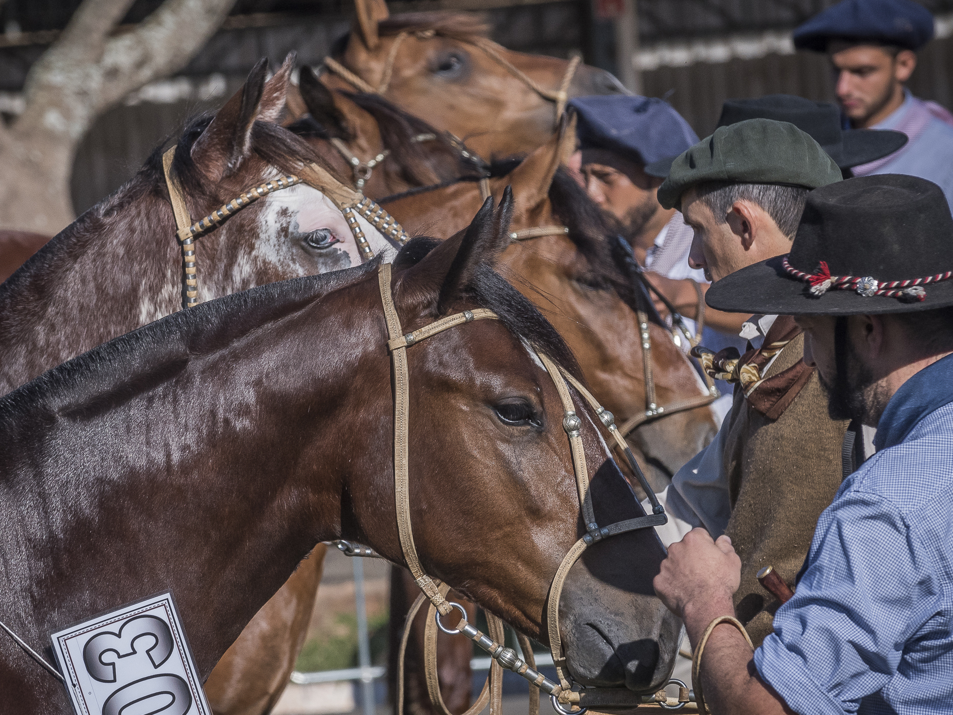 Lance Rural transmite o Cavalo Crioulo na EXPOINTER ao vivo e