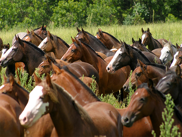 Cavalo Crioulo registra avanço no Brasil em 2019