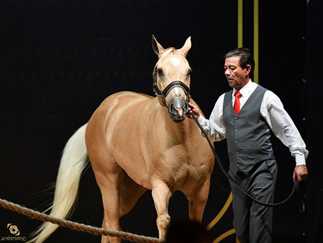 Lance Rural estreia na Nacional do Quarto de Milha