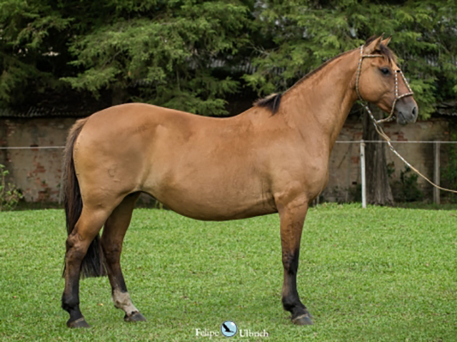 LOTE 14