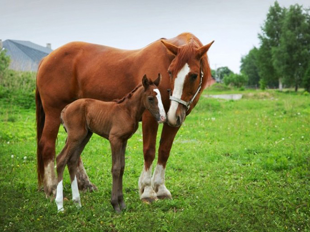 COMO SUBIR NO CAVALO PULANDO 