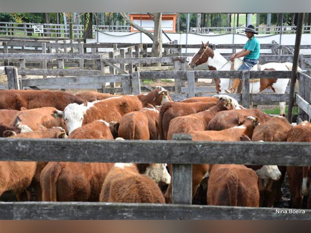 AO VIVO: 33º FENOVINOS - REMATE DE OVINOS  Acompanhe ao vivo diretamente  do Parque do Sindicato Rural de Lavras do Sul o 33º Fenovinos - Remate de  ovinos. Fique ligado e