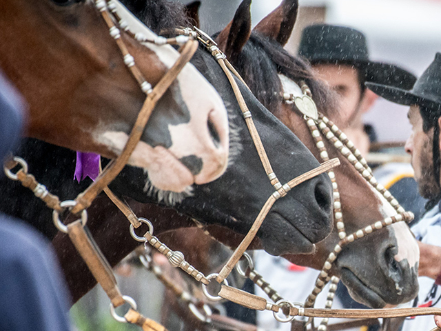 Mercado do cavalo crioulo ganha força em quatro remates virtuais