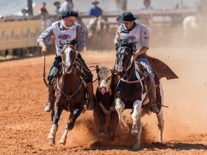 Ginetes mantêm ritmos de treino para retorno de ciclo do cavalo crioulo