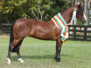 Égua Tropeada Mapocho aquece mercado do cavalo crioulo
