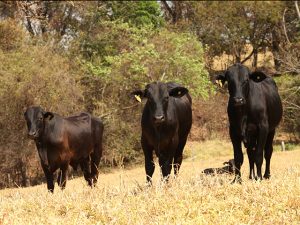 Carrapato bovino representa danos à produtividade da pecuária brasileira