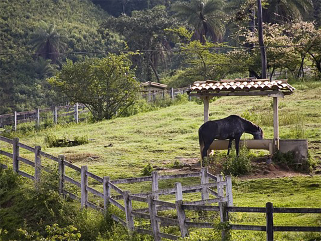 Nutrição em pauta: ração de cavalos